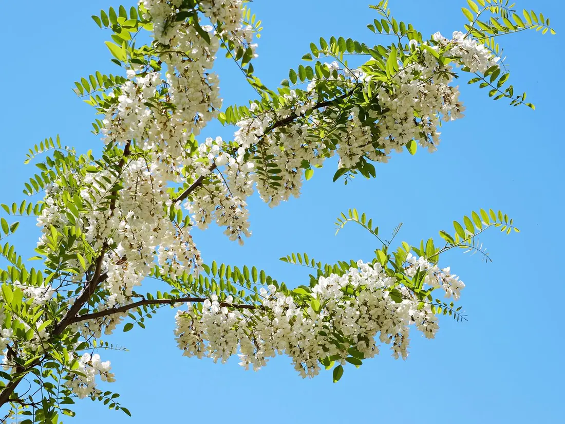 Acacia flowers, nectar source for acacia honey