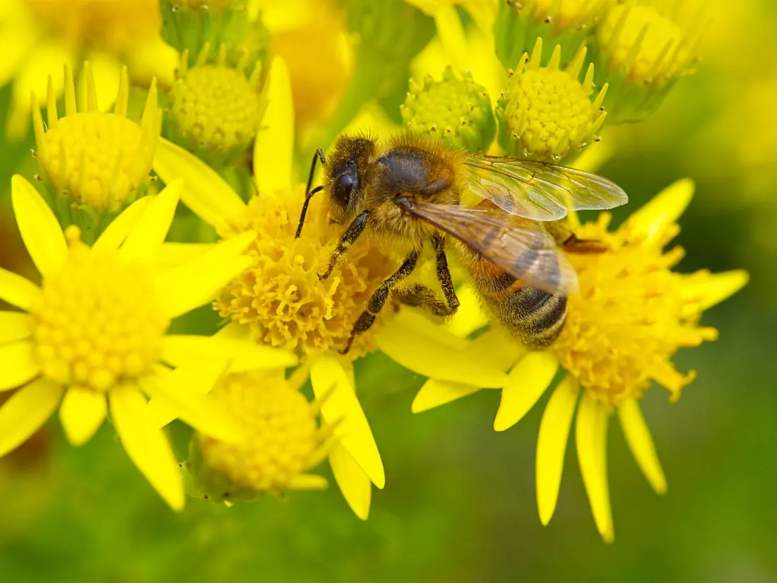 Bee collecting nectar from a flower for raw honey