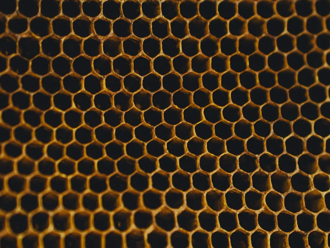 Raw honeycomb, source of pure honey
