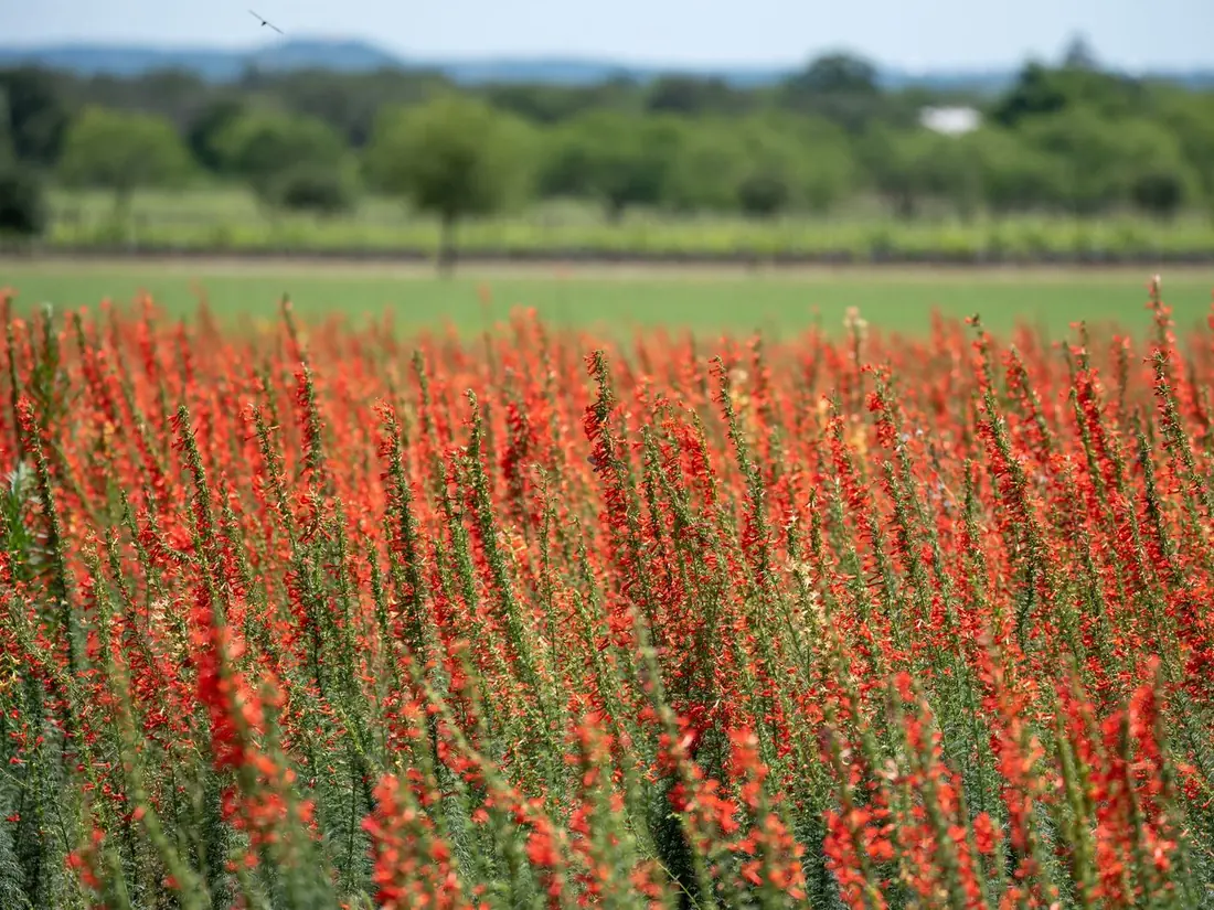 Red wildflowers, nectar source for red honey