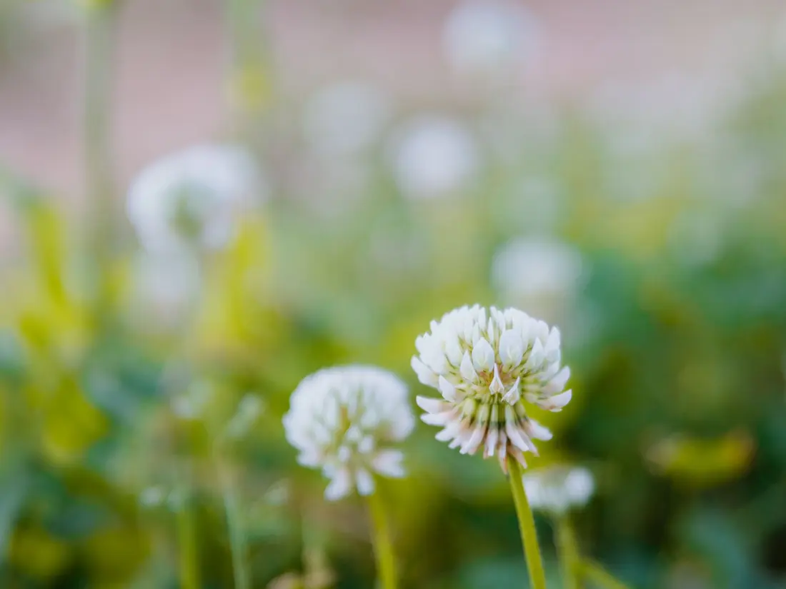 White clover field, nectar source for white honey